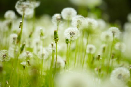 field of dandelionsの写真素材