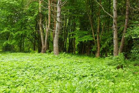 green leavesの写真素材