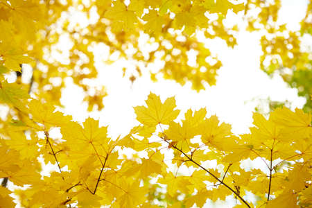 autumn leavesの写真素材