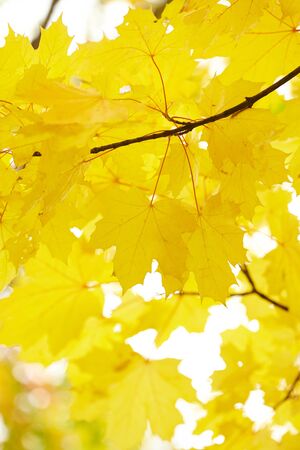 autumn leavesの写真素材