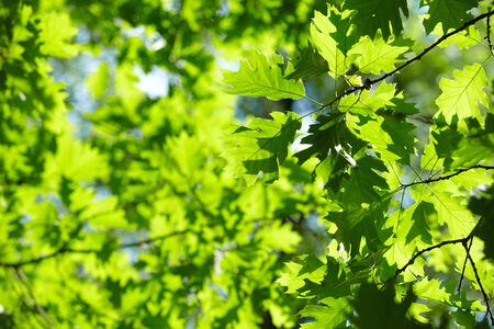 green leaves