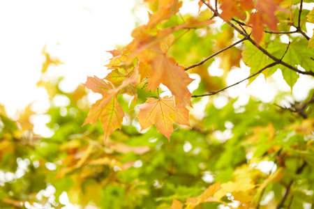 autumn leavesの写真素材