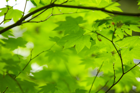 Green leaves