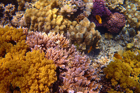 coral reef 