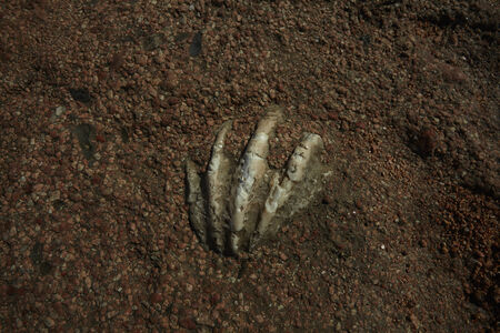 shell on sand