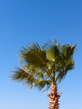 palm treeの写真素材