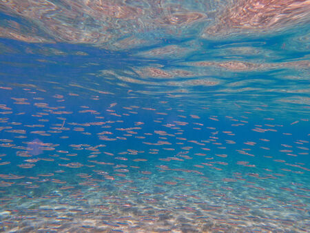 Red Sea