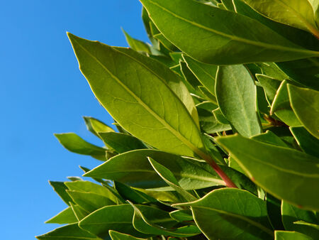 green leaves over blue skyの写真素材