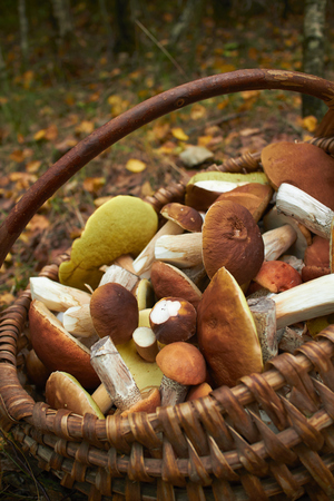 mushrooms in the basketの写真素材