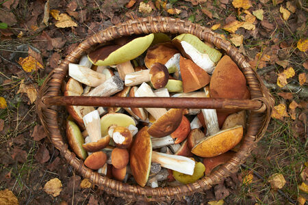 mushrooms in the basketの写真素材