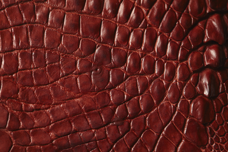 Alligator patterned backgroundの写真素材