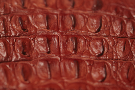 Alligator patterned backgroundの写真素材