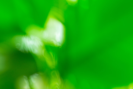 green backgroundの写真素材