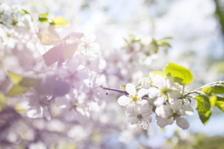 spring treeの写真素材
