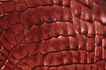 Alligator patterned background