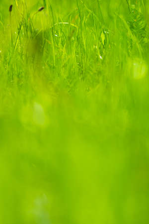 grass backgroundの写真素材