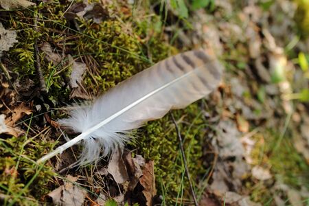 feather in the forestの写真素材
