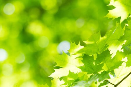 summer parkの写真素材
