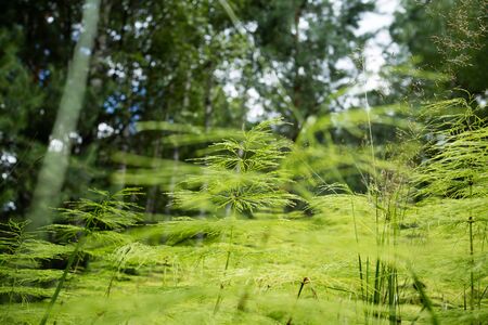 nice forestの写真素材