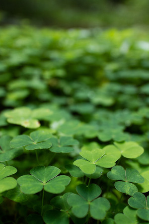 clover plantsの写真素材