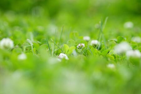 clover fieldの写真素材