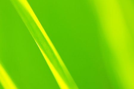 nature backgroundの写真素材