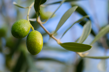 olive treeの写真素材