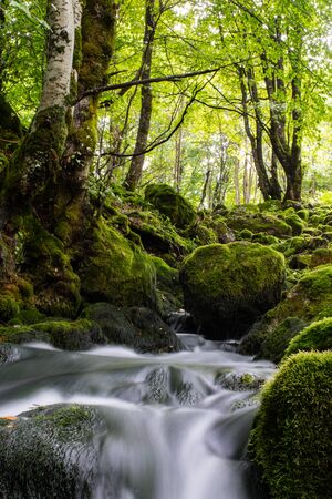 stream in the forestの写真素材