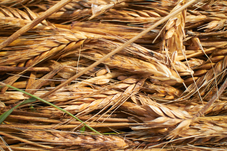wheat background