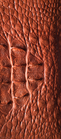 Alligator patterned backgroundの写真素材