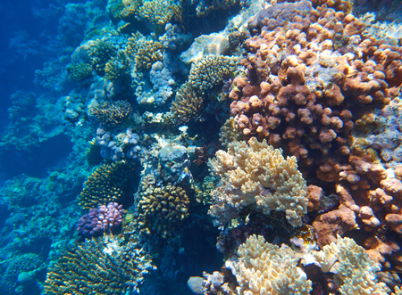 coral reefの写真素材