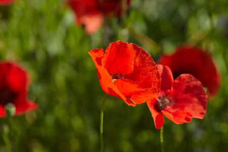 poppy flowerの写真素材