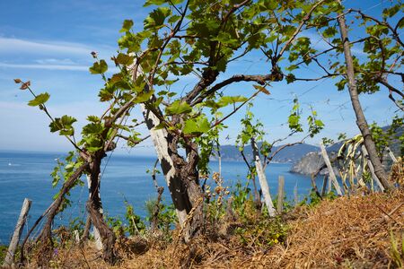 vineyard in Italyの写真素材