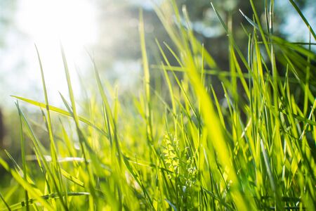 grass backgroundの写真素材