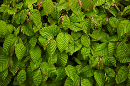 green leaves background