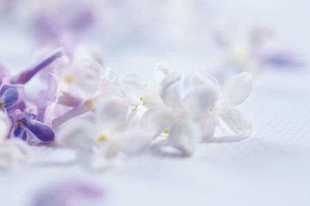 nice lilacの写真素材