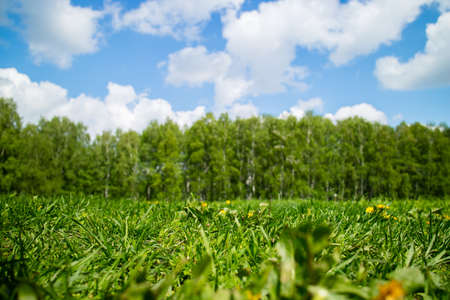 spring fieldの写真素材