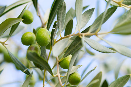olive treeの写真素材