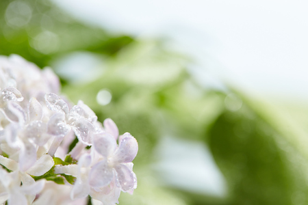 nice lilacの写真素材