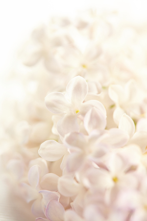 nice lilacの写真素材