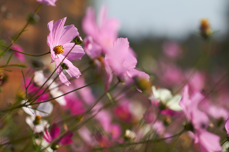 nice flowersの写真素材