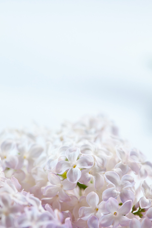 nice lilacの写真素材
