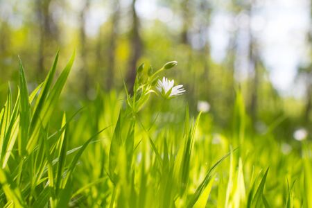 summer fieldの写真素材