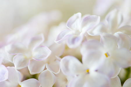 nice lilacの写真素材