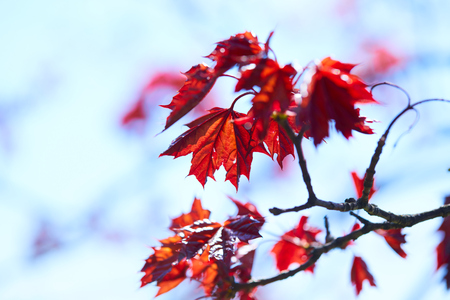 maple leavesの写真素材