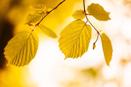autumn leaves
