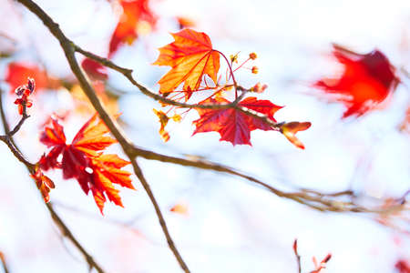 maple leavesの写真素材