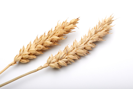 cereal plant on the whiteの写真素材