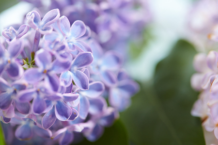 nice lilacの写真素材