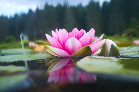 lotus flower in pondの写真素材